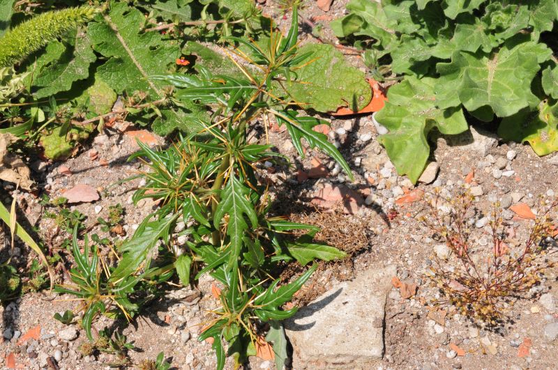 Xanthium spinosum / Nappola spinosa